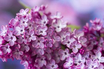Naklejka na ściany i meble Blooming lilac flowers. Macro photo.