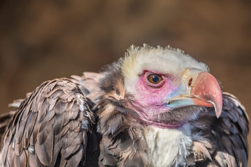 White-headed vulture (Trigonoceps occipitalis) an Old World vulture endemic to Africa.