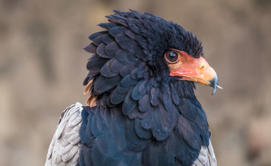 Bateleur (Terathopius ecaudatus), a medium-sized eagle in the family Accipitridae.