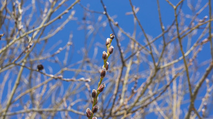 Branch of a poplar with buds on a background of blue sky.