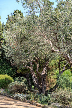 Olive tree. Olives on olive tree branch