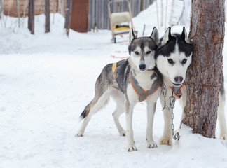 Husky dogs in winter. Malamute and Huskies friendship