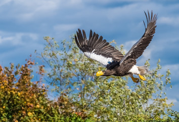 Steller's sea eagle (also known as Pacific eagle or white-shouldered eagle) from coastal northeastern Asia and, particularly present in the Russian-Pacific Kamchatka peninsula