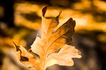 Hoja Roble Hayedo Montejo