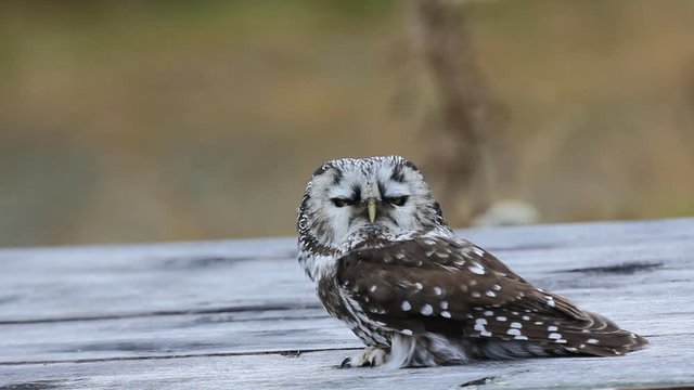 Bird of Minerva. Tengmalm's owl (Aegolius funereus). Boreal coniferous forest (taiga) inhabitant
