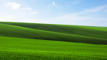 Green field of young grain with traces of a tractor in Moravian Tuscany in the Czech Republic, under a blue sky