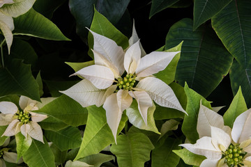 Christmas Flower