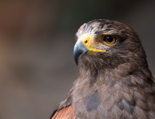 Tawny eagle (Aquila rapax), a large bird of prey that in Sub-Saharan Africa, southwestern Asia and India