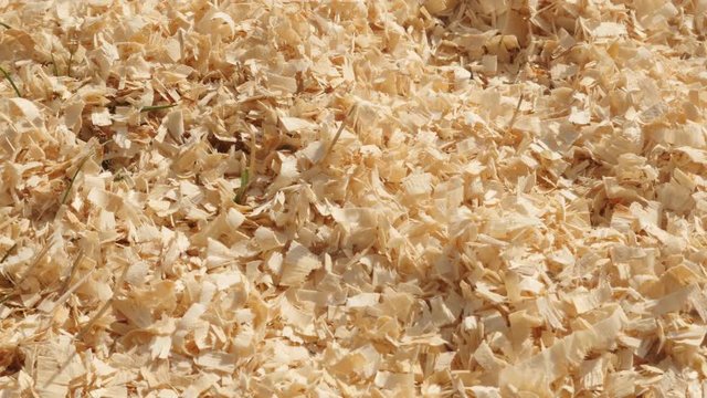 Potential energy source in wooden sawdust footage - Slow tilt of scobs made after wood cutting 