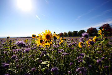 Bienenweide Blühmischung Phacelia und Sonnenblume an schönem Sommertag