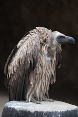 White-backed vulture (Gyps africanus), an Old World vulture