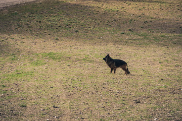 Picture of a German shepherd dog on the trails of Cortina D'Ampezzo, Dolomites, Italy