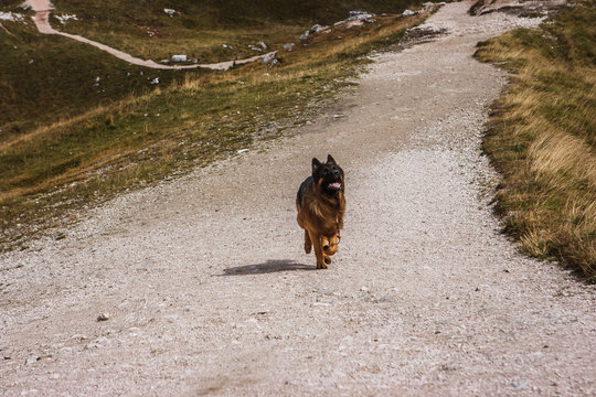 Picture of a German sheperd dog on the trails of Cortina D'Ampezzo, Dolomites, Italy