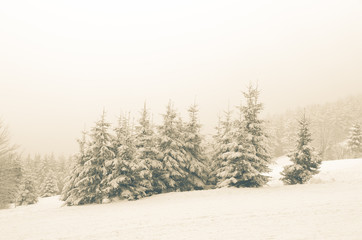 snowy foggy forest