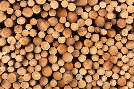 a background from fresh stack of logs