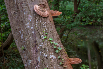 東京の森　キノコの生えた木１