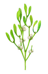 Watercolor mistletoe branch