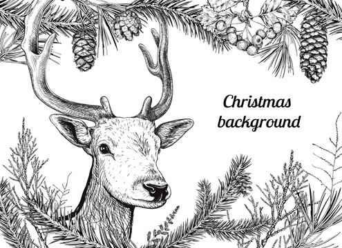 Christmas and New Year background with deer, different branches and cones. Fir tree, cedar, pine, arborvitae, hawthorn. Hand drawn sketch. Design for greeting cards, calendars, banners, invitations
