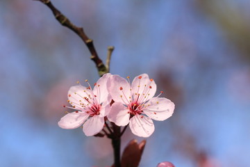 Zierpflaume Blüte