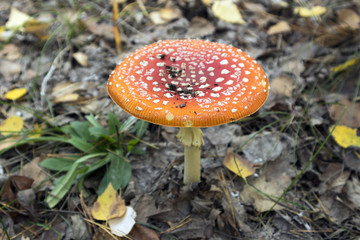 One orange spotted fly agaric in the autumn forest