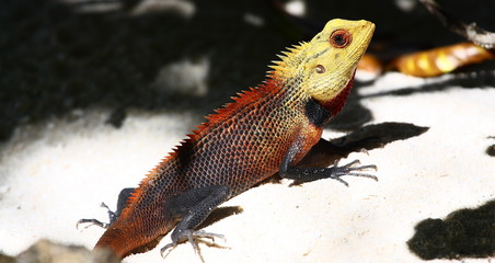 Lucertola alla Maldive