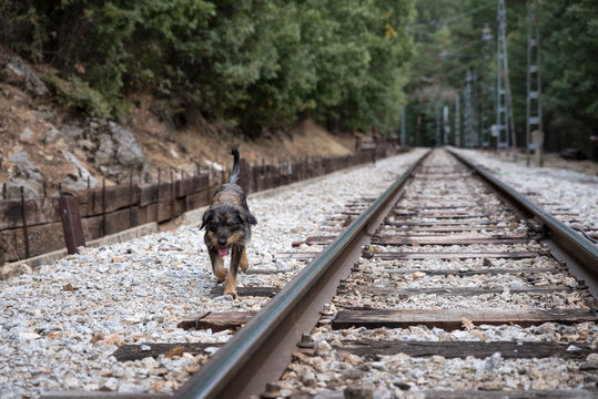 Sympathetic homeless dog wandering the train tracks