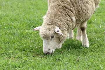 Naklejka na ściany i meble Schaf fressend auf der Weide