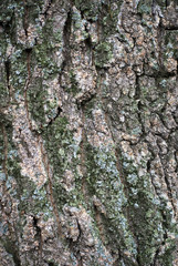 Obraz premium Oak bark, background