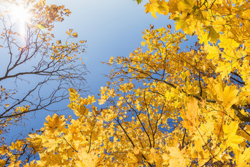 Maple branches with yellow leaves against the background of the blue sky in the fall.