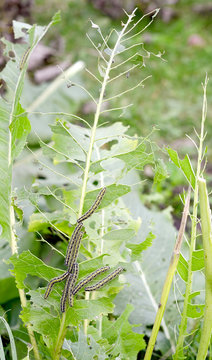   leaf caterpillar