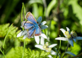 blue butterfly on white flower with green background