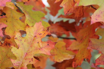Naklejka na ściany i meble Oak Leaves in Fall