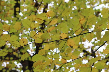Yellow and Green leaves in Fall