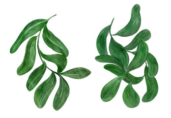 Watercolor painting tropical leaves
