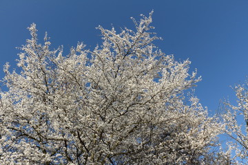 Blütentraum vor blauem Himmel