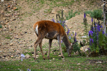  deer in the montain