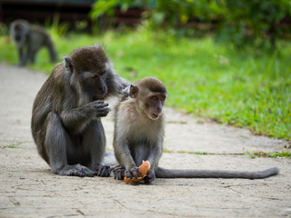 Macaque mother cleaning her baby