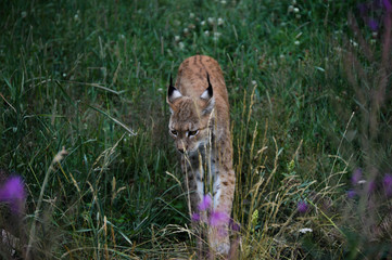  Iberian lynx