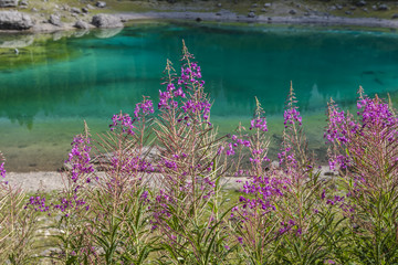 Fiori d'alta montagna