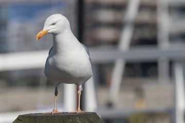 Obraz premium Silbermöwe, Larus argentatus
