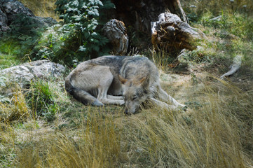 wolf in the montain