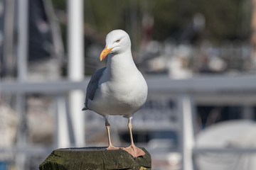 Fototapeta premium Silbermöwe, Larus argentatus