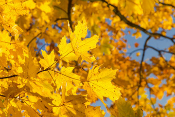 Naklejka na ściany i meble Maple branches with yellow leaves against the background of the blue sky in the fall.