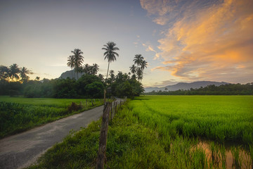 Obraz premium Village scenery with paddy field and coconut tree during sunrise.