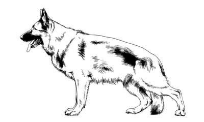 Fototapeta na wymiar dog shepherd drawn in ink by hand in full growth on a white background
