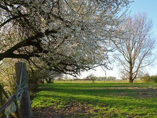 Weiße Baumblüten im Frühling