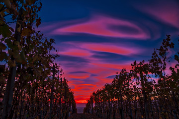 Lenticular clouds, technically known as altocumulus standing lenticularis, at sunset above vineyards in northern Italy