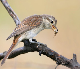 A female of red backed shrike hold a spider in beak. Isolated on beige blurred background