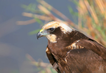 Close up fragment of portrait of female a marsh harrier