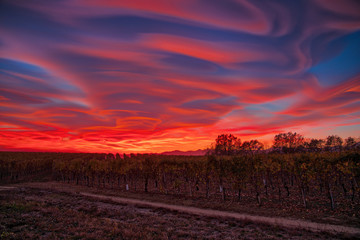 Fototapeta na wymiar Lenticular clouds, technically known as altocumulus standing lenticularis, at sunset above vineyards in northern Italy